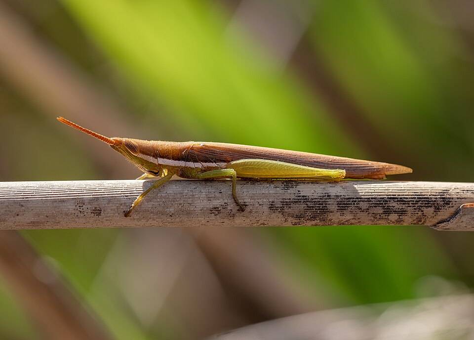 Photo of Cattail toothpick grasshopper