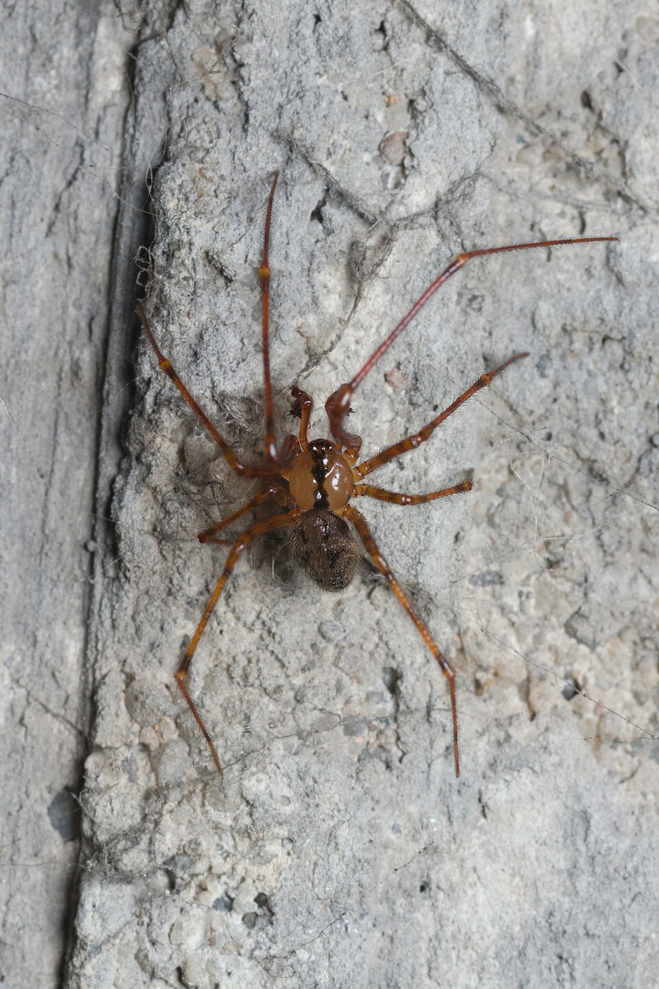 Photo of Cave spider