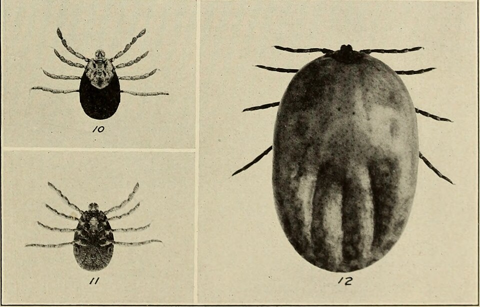 Photo of Cayenne tick