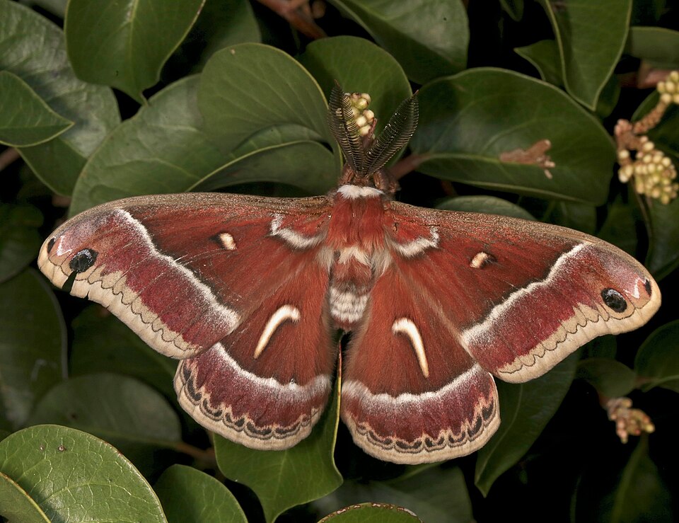 Photo of Ceanothus silk moth