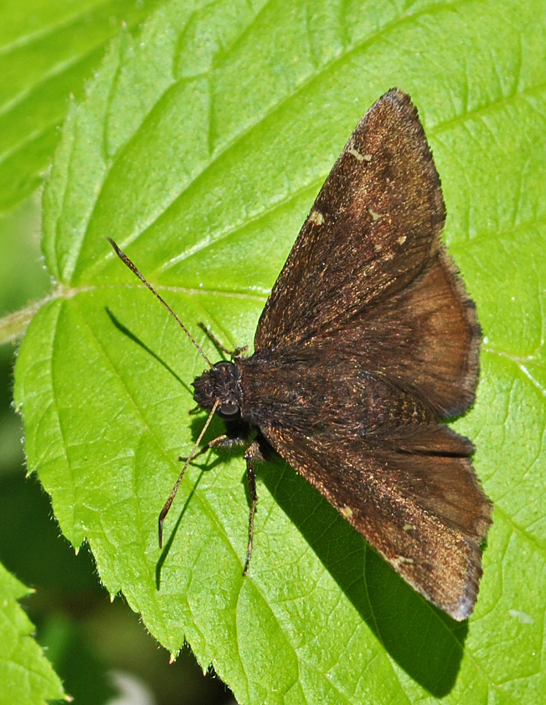 Photo of Northern cloudywing