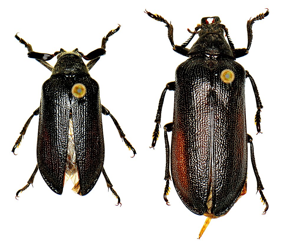 Photo of Cedar beetle