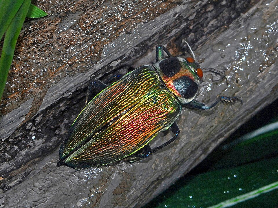 Photo of Ceiba borer