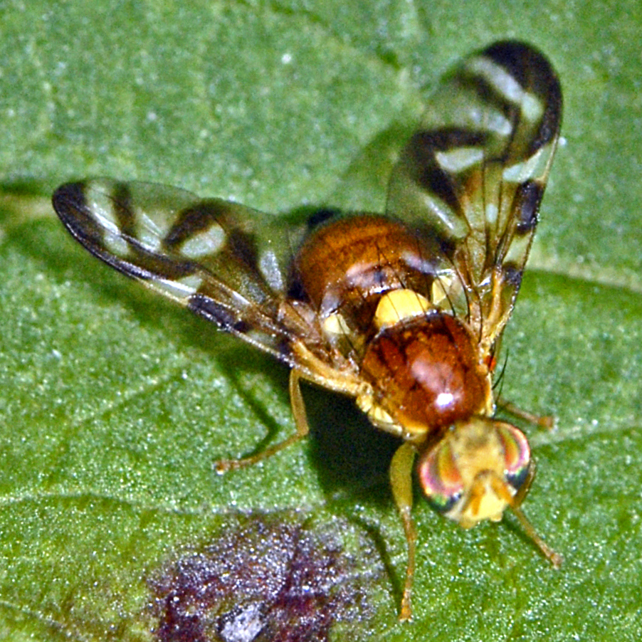 Photo of Celery fly
