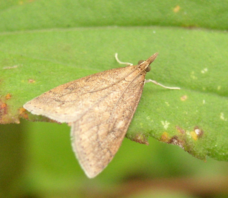 Photo of Celery leaftier moth