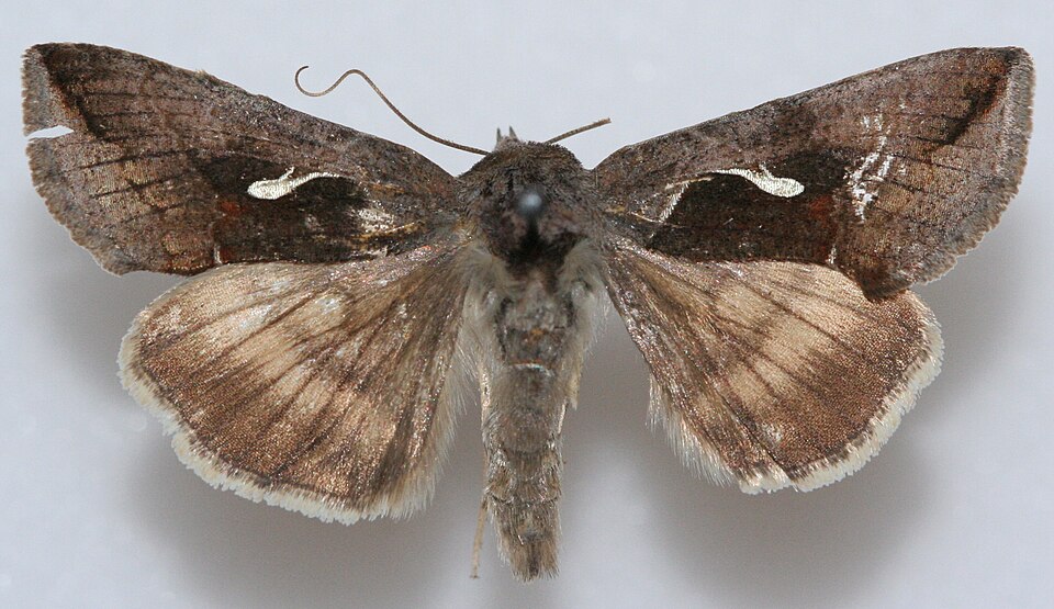Photo of Celery looper moth
