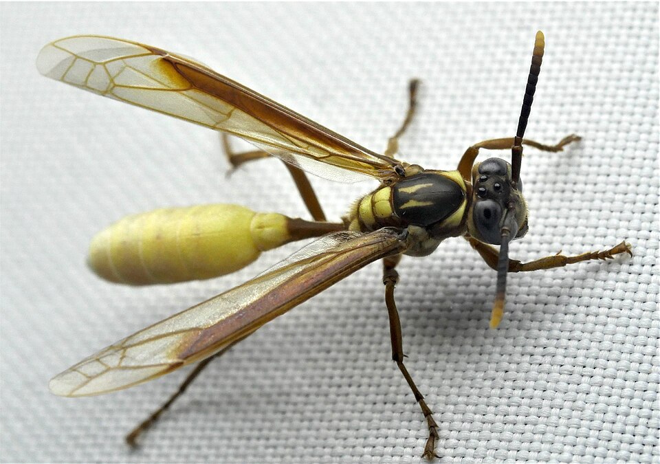 Photo of Central American paper wasp
