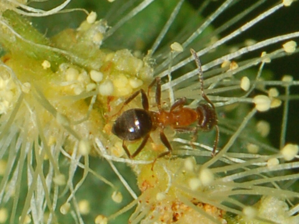 Photo of Central European bicolored ant