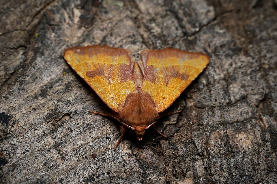 Photo of Centre-barred sallow