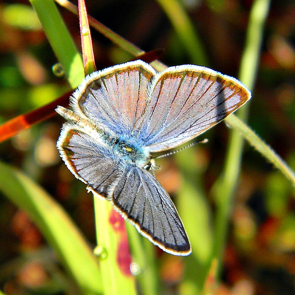 Photo of Ceraunus blue