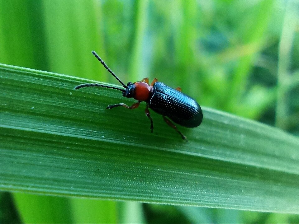 Photo of Cereal leaf beetle