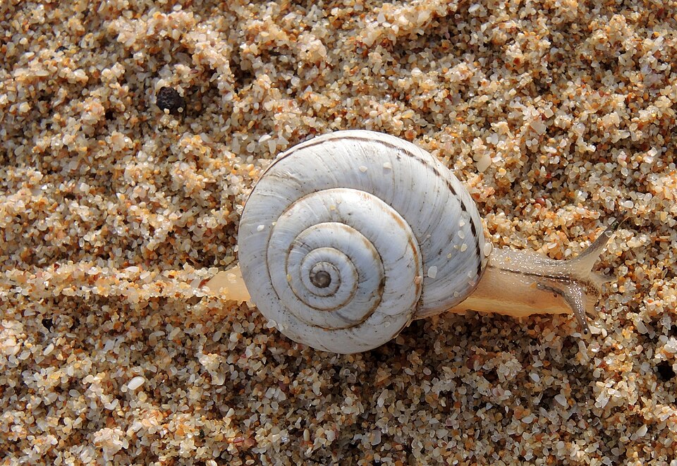Photo of Vineyard snail