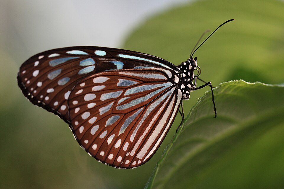 Photo of Ceylon blue glassy tiger