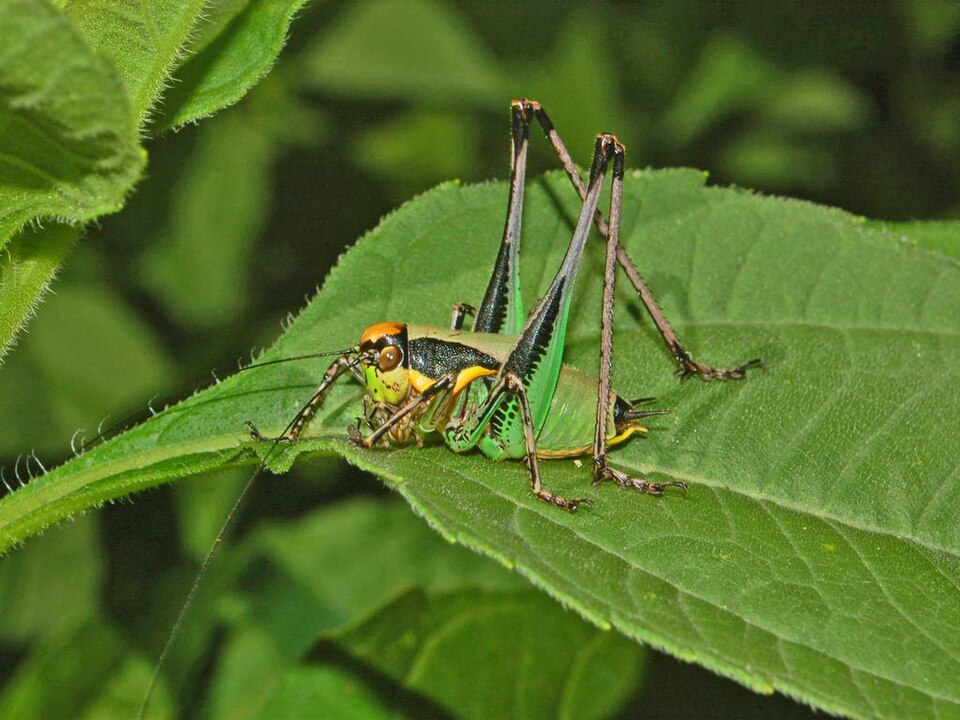 Photo of Chabrier's bush-cricket