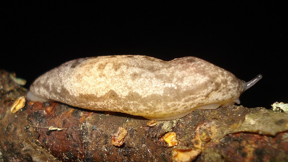 Photo of Changeable mantleslug
