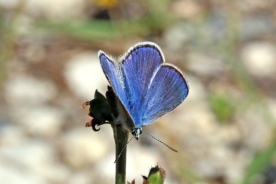 Photo of Chapman's blue