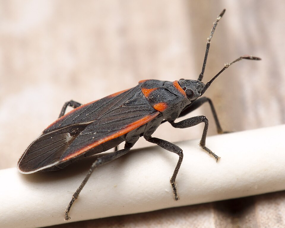 Photo of Charcoal seed bug