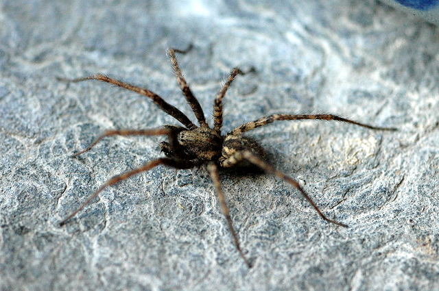 Photo of Charcoal spider