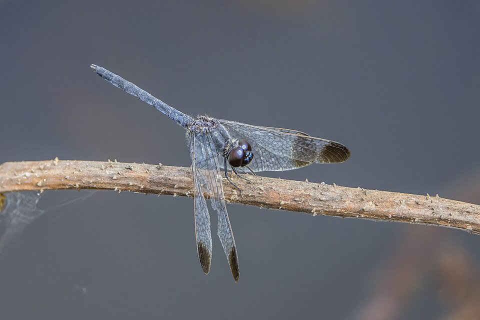 Photo of Charcoal-winged percher