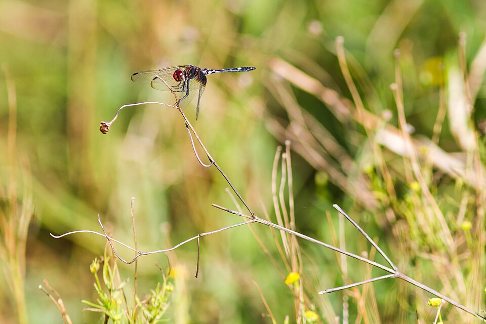 Photo of Checkered setwing