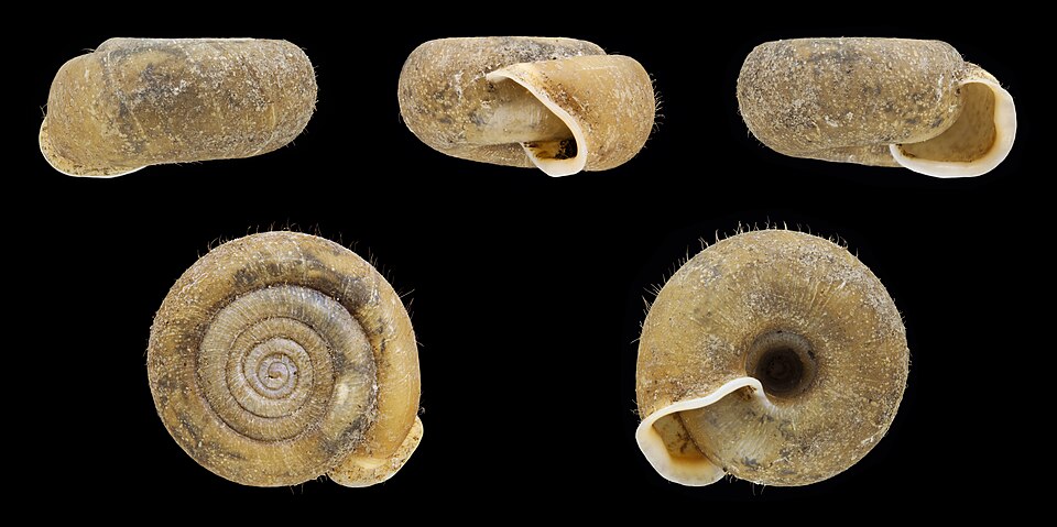 Photo of Cheese snail