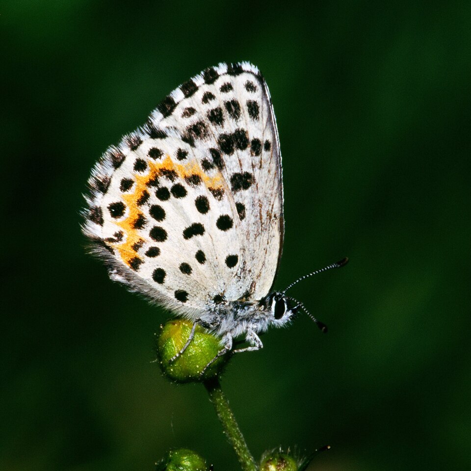Photo of Chequered blue