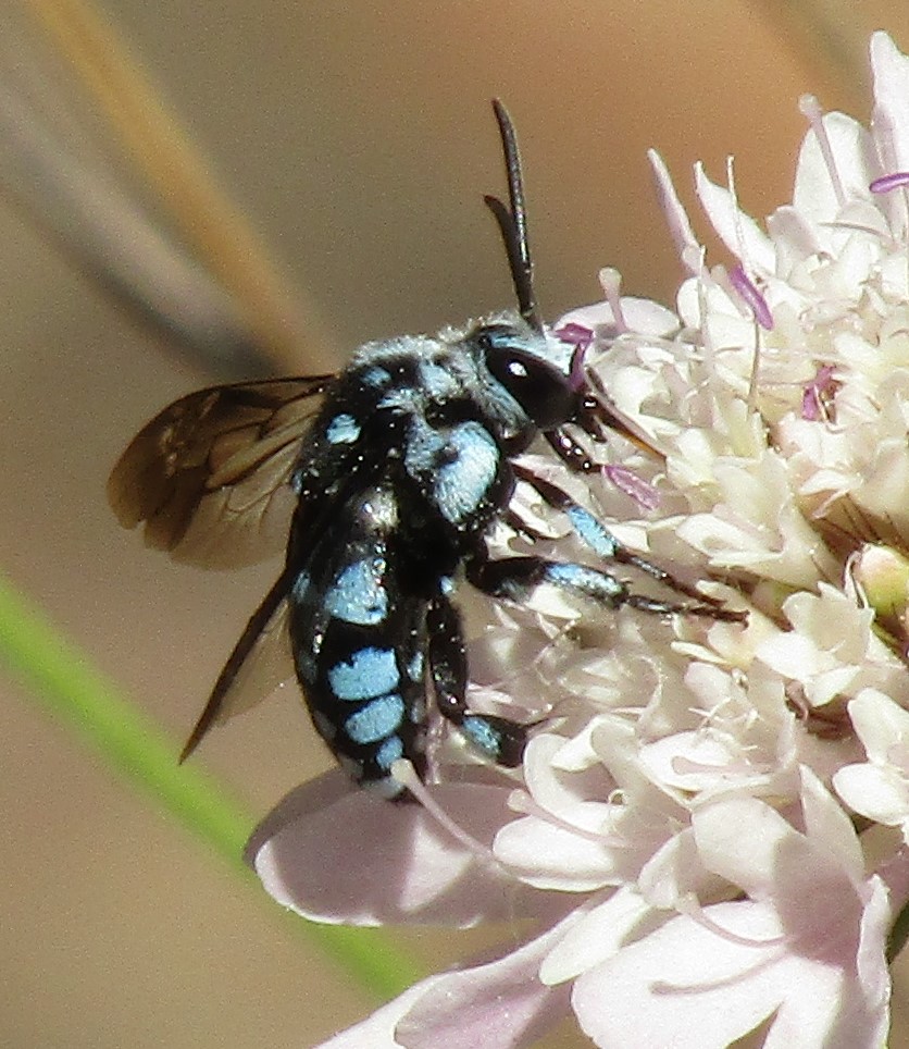 Photo of Chequered cuckoo bee