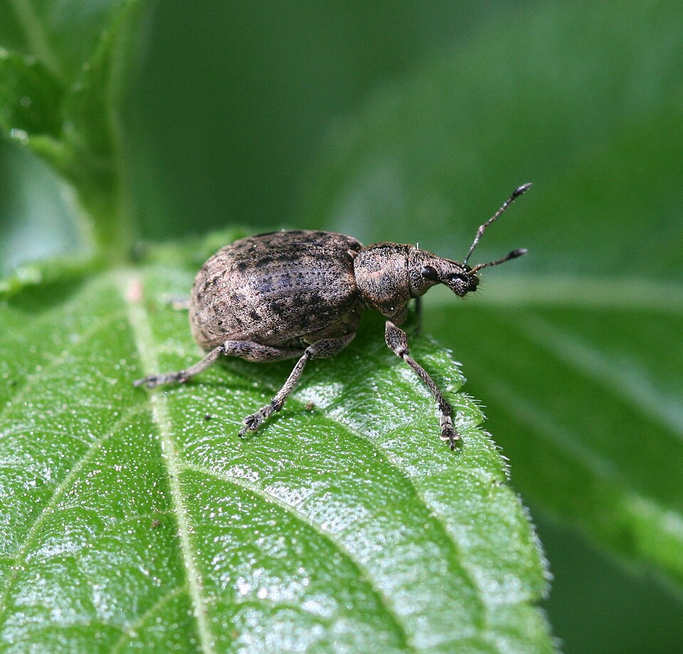 Photo of Chequered weevil