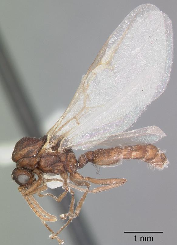 Photo of Cherry acrobat ant