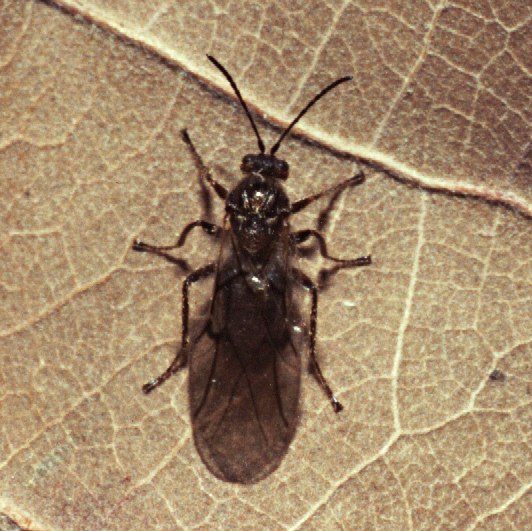Photo of Cherry gall wasp