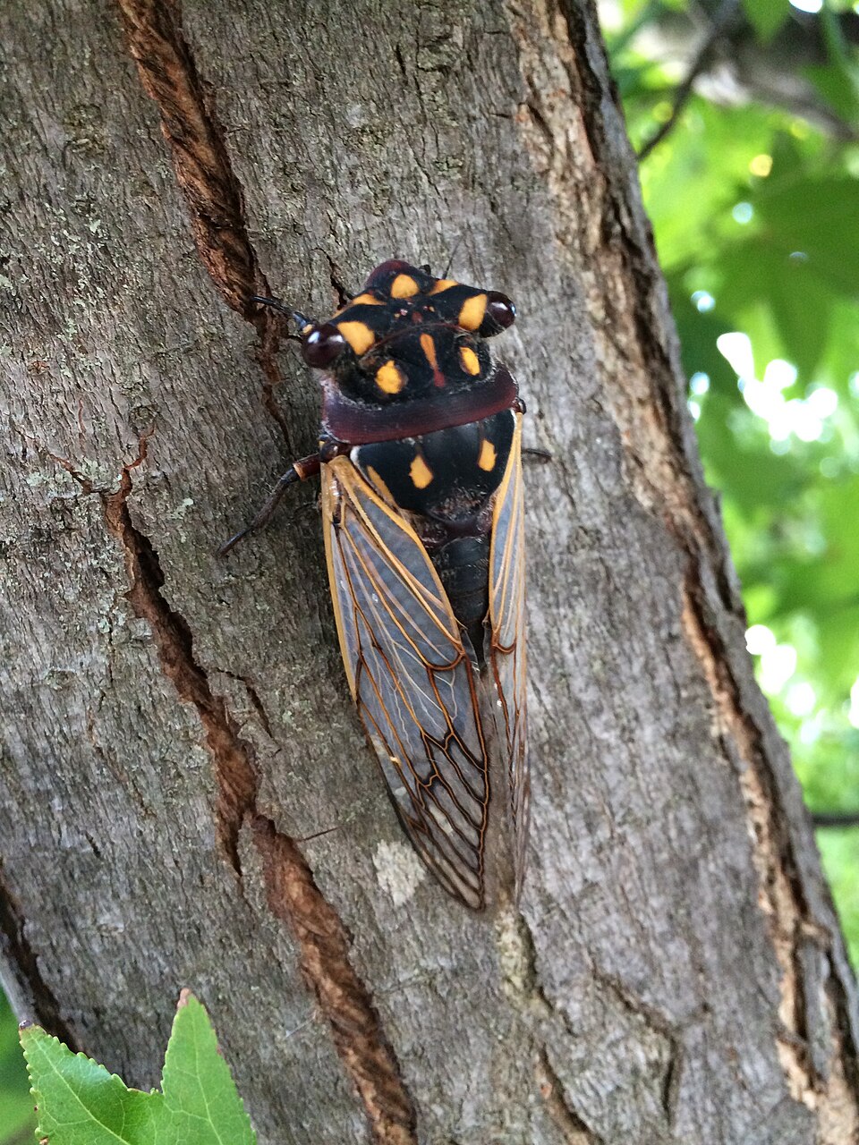 Photo of Cherrynose
