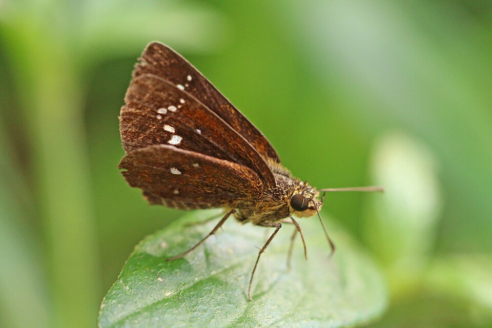 Photo of Chestnut bob