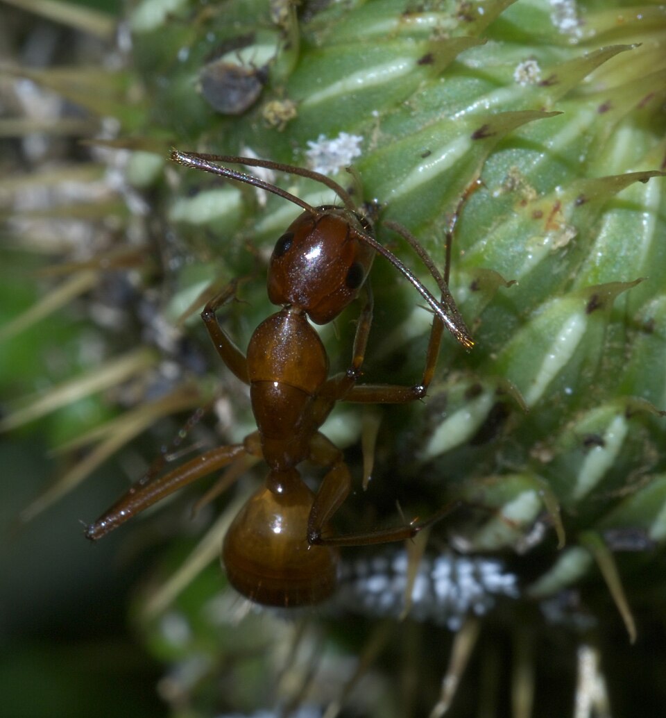 Photo of Chestnut carpenter ant