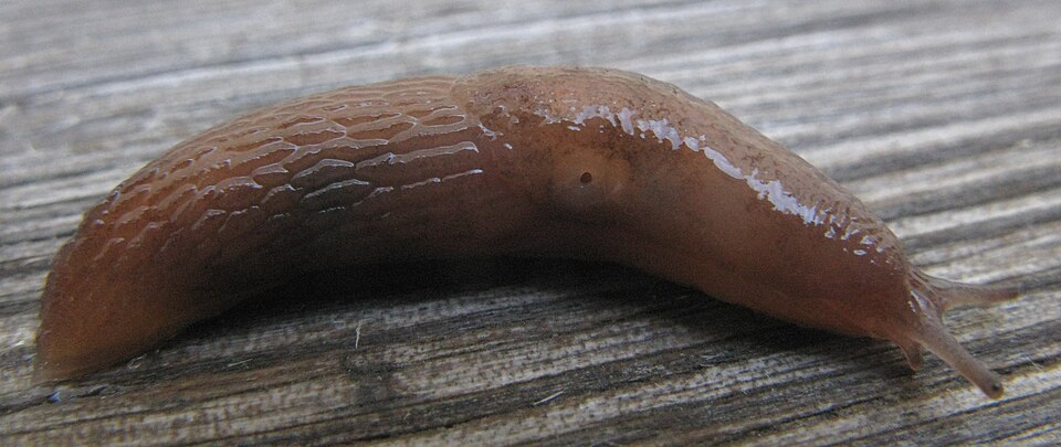 Photo of Chestnut slug