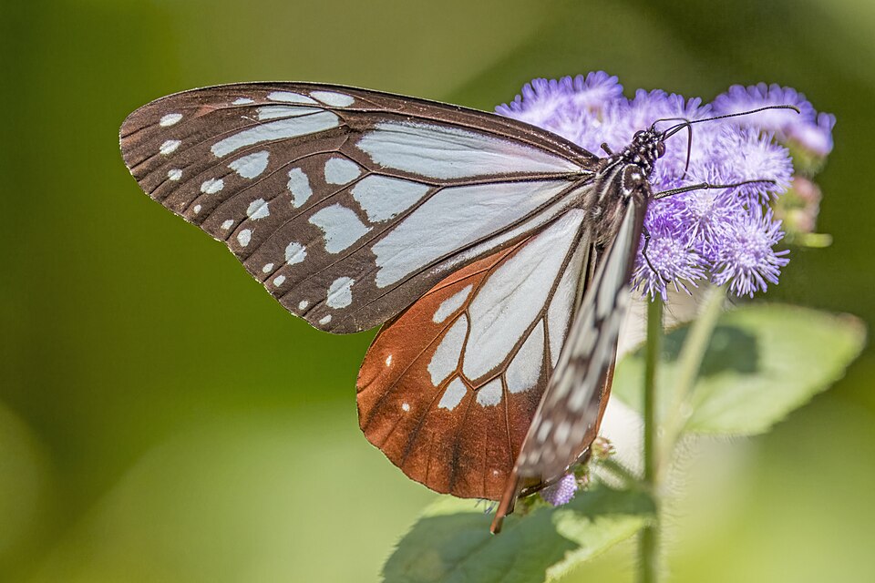 Photo of Chestnut tiger