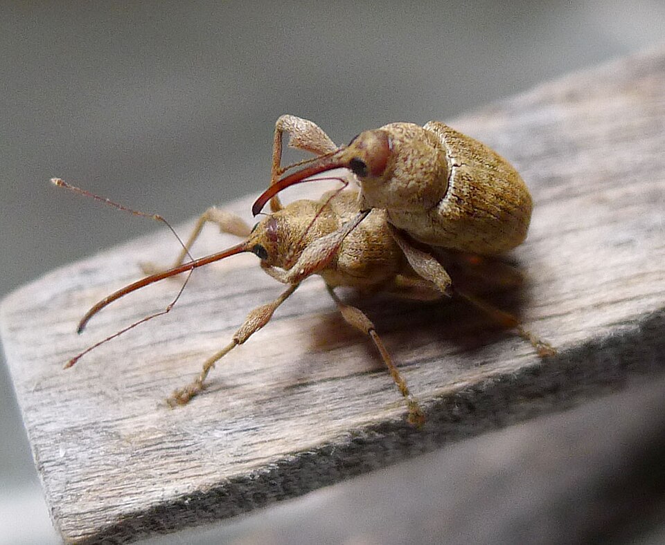 Photo of Chestnut weevil