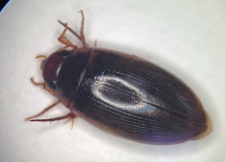 Photo of Chevrolat's dytiscid