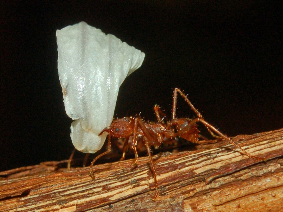 Photo of Chicatana leafcutter ant