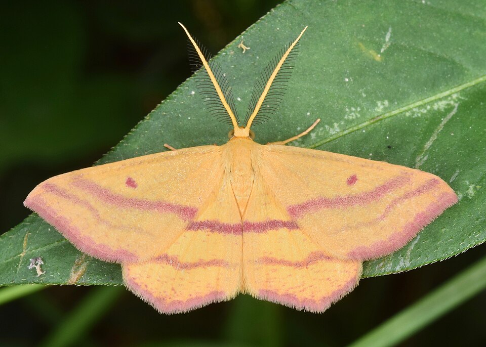 Photo of Chickweed geometer moth