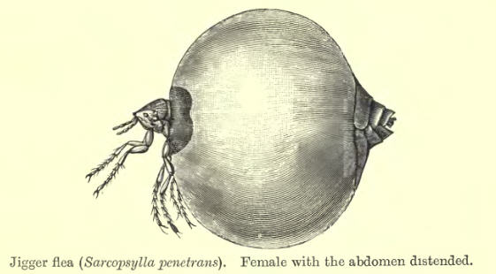 Photo of Chigoe flea