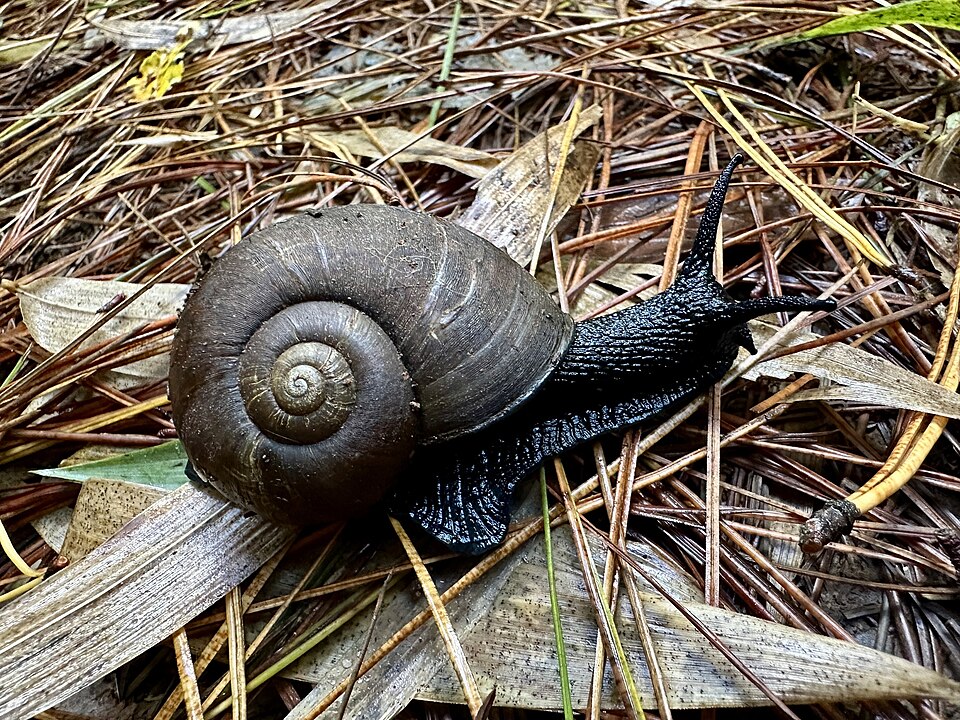 Photo of Chilean black snail