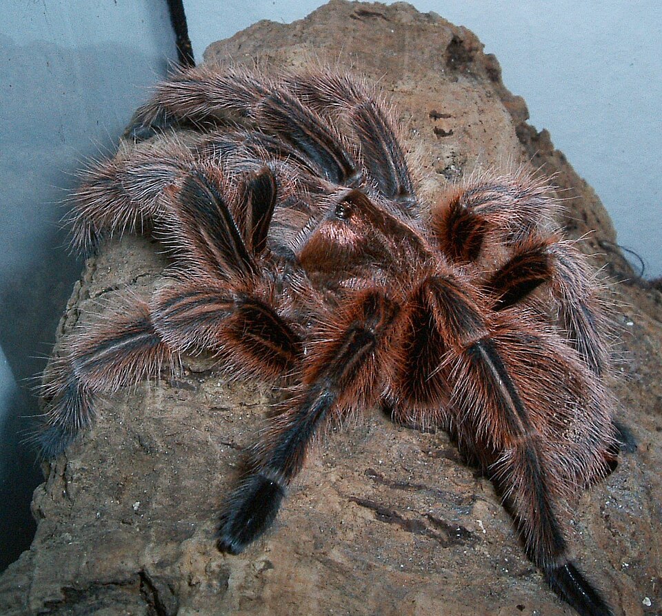 Photo of Chilean rose tarantula
