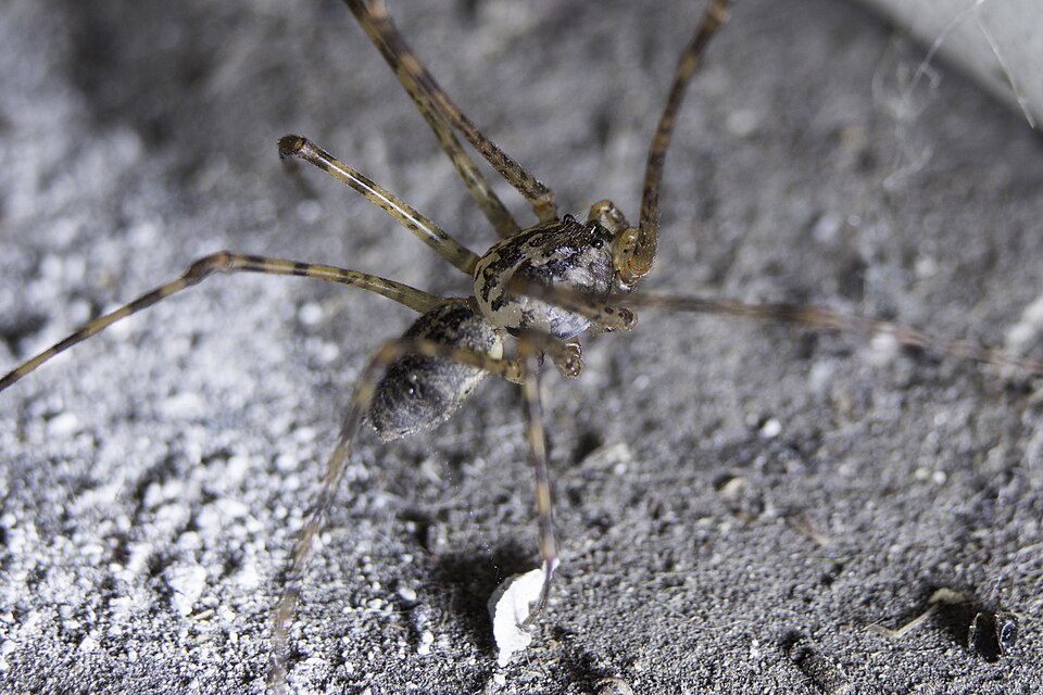 Photo of Chilean tiger spider