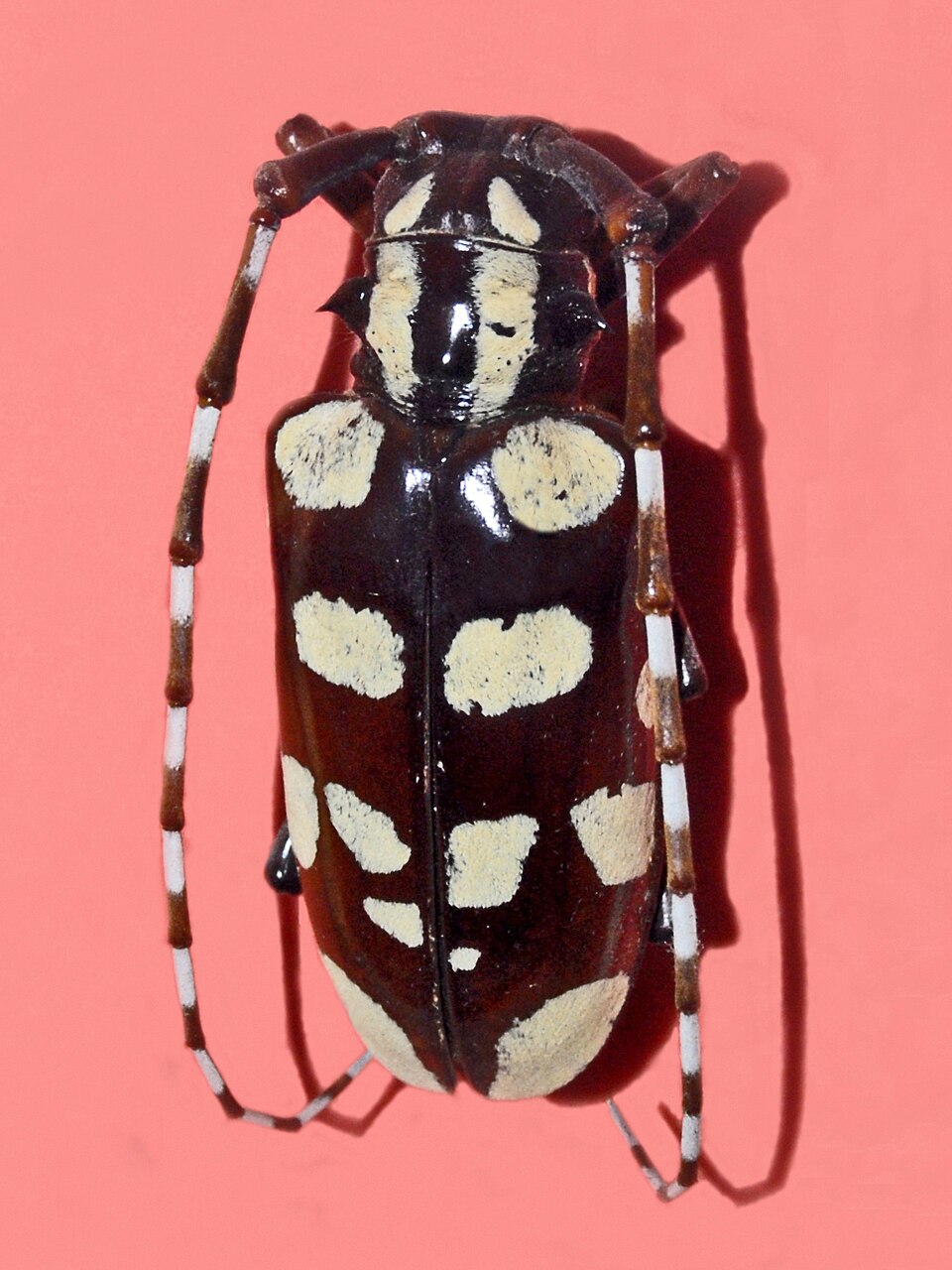 Photo of Chinaberry yellow-banded longhorn beetle