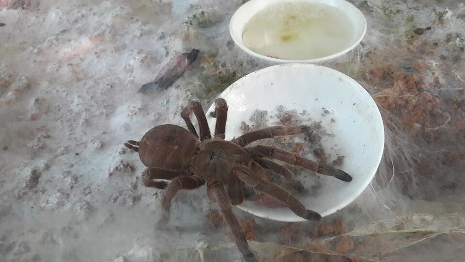Photo of Chinese bird spider