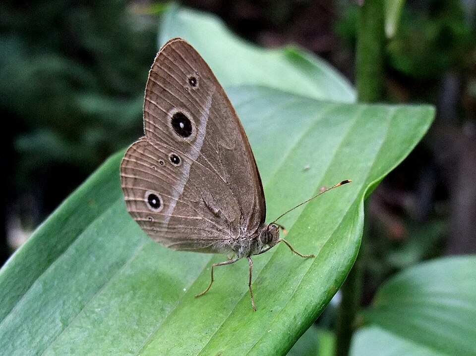 Photo of Chinese bushbrown