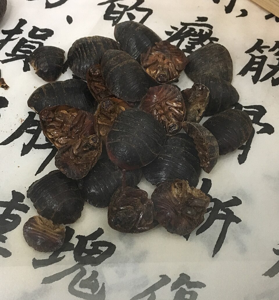 Photo of Chinese medicinal cockroach