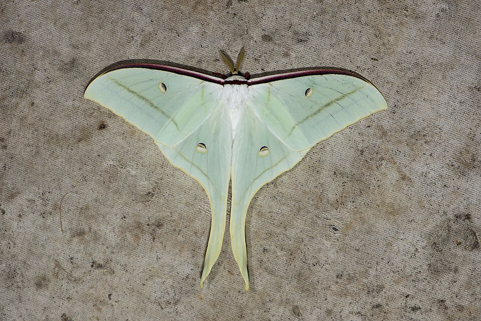 Photo of Chinese moon moth