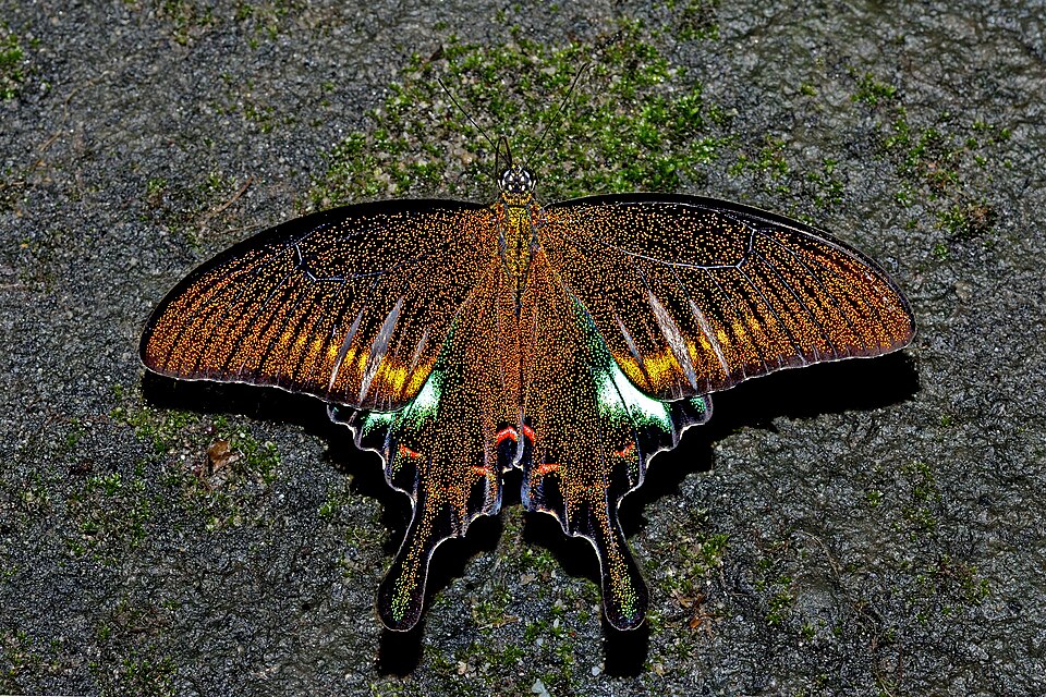 Photo of Chinese peacock swallowtail