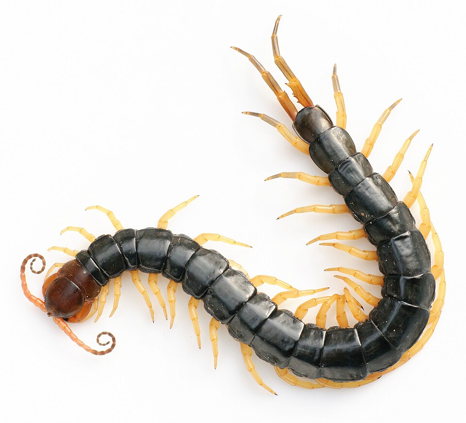 Photo of Chinese red-headed centipede